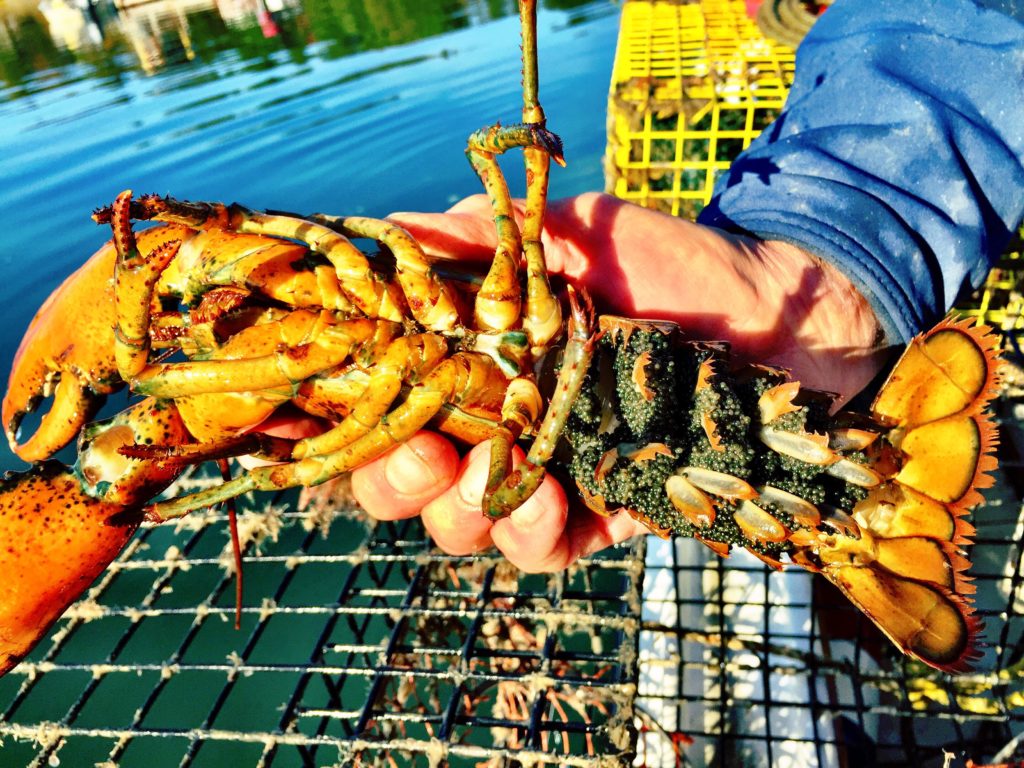 Female_lobster_eggs.jpg Not In Iowa Anymore